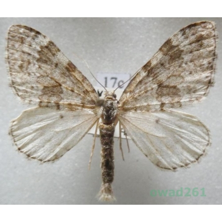 Entephria caesiata (Denis & Schiffermüller, 1775) Czech17c
